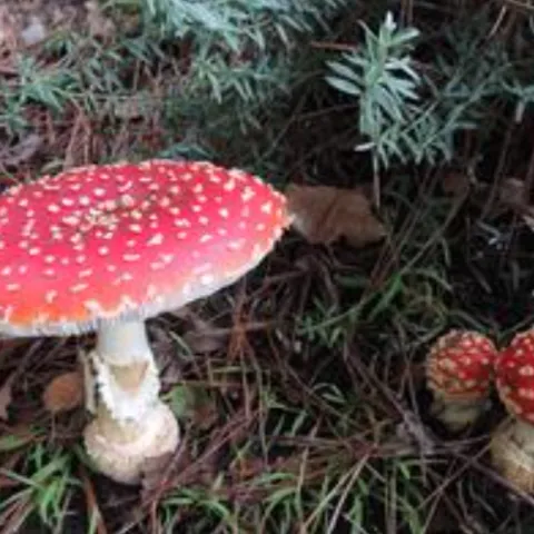 Amanita muscaria with their polka dot red caps are called the fairy tale mushroom