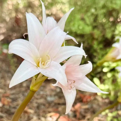 Light pink amarillys blooms