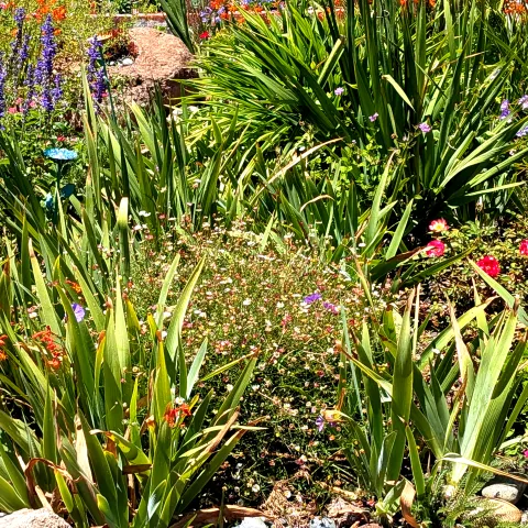 Home garden in full summer bloom