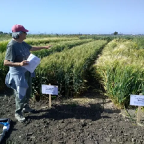 Dr. Alicia del Blanco describing new varieties of wheat, barley, oats and triticale at HAREC in Camarillo
