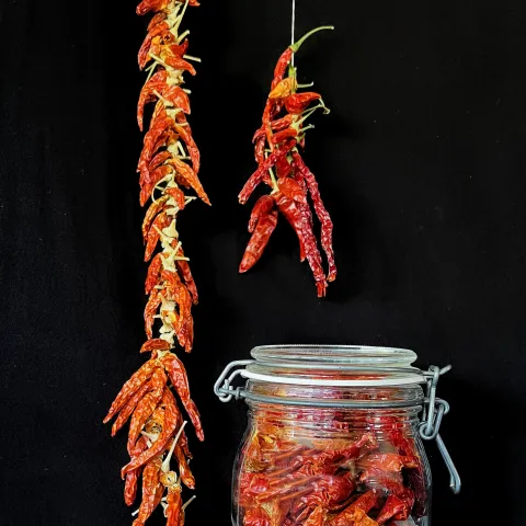 bunches of dried red chilis hang from two strings and occupy a jar