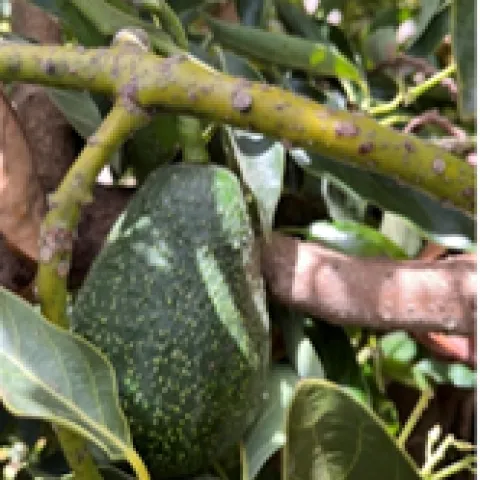 GEM Fruit in tree 
