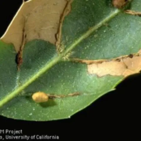 Galls and necrosis where galls dropped from the leaf on a coast live oak leaf