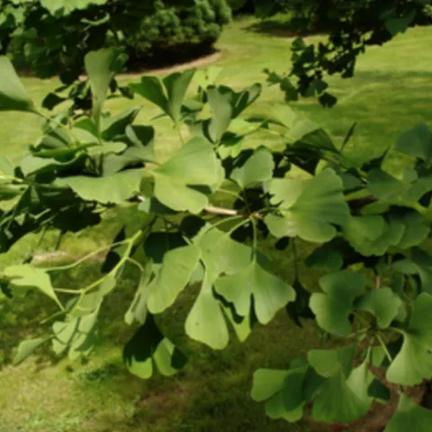 Gingko tree, a broad-leaved conifer