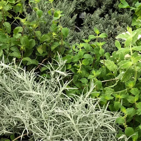 A planting of herbs in a garden