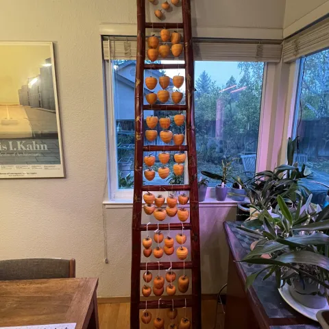 a wooden ladder leans in front of a window adorned with dozens of hanging persimmons