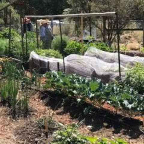 Marin Master Gardener No Dig Edible Demonstration Garden at the Indian Valley Organic Farm and Garden
