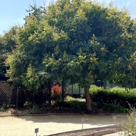 Trees in an urban setting