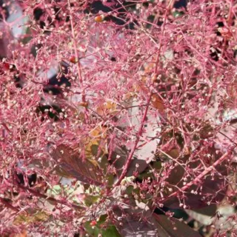 Smoke tree flowers