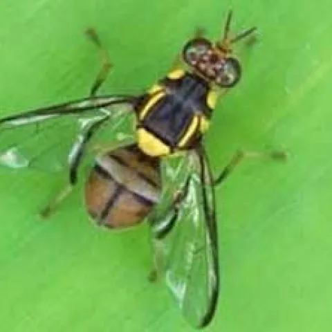 Oriental Fruit Fly with distinctive yellow bands and a T-shape on its back end