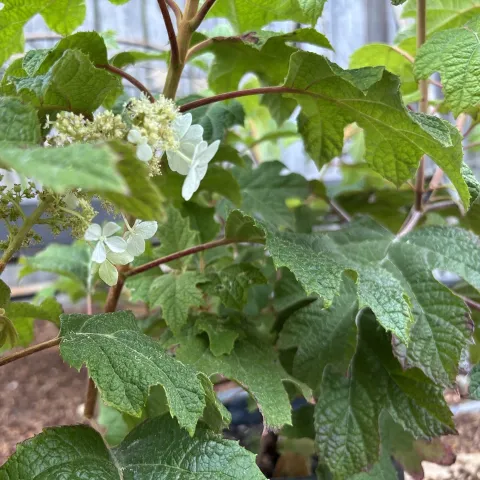 Photo of textured leaves of oakleaf hydrangea, showing serrated margins, and with small white blossoms just emerging