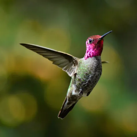 A beautiful hummingbird with a magenta feathers on it's head and neck with brown and green feathers on it's body.