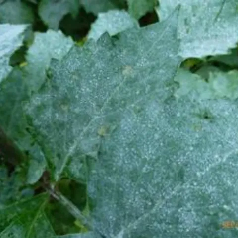 Powdery mildew on a dahlia