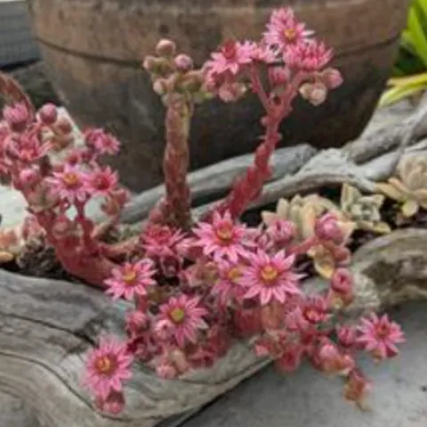 Sempervivum arachnoideum (hens and chicks) in bloom