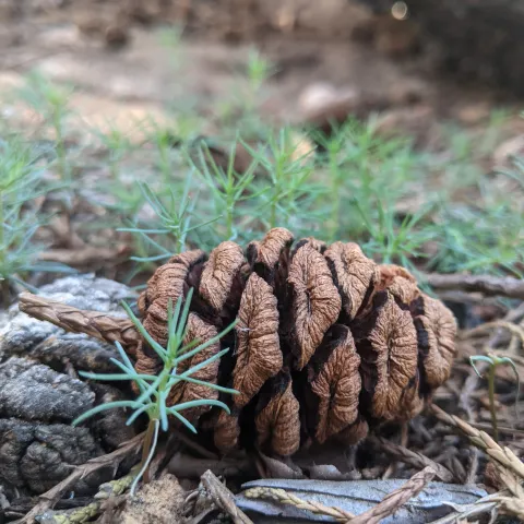 A sequoia cone on a forest floor.