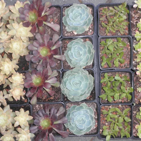 Six varieties of small succulent plants