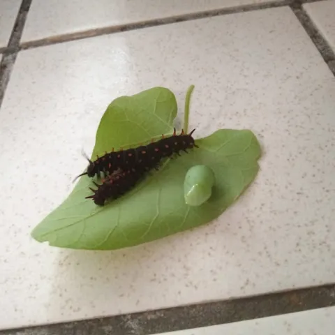 Two monarch larvae, black with black spines, on a green pipevine leaf, next to a femalle monarch pupae, in the author's garden
