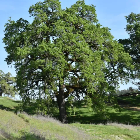 Valley Oak tree in the landscape
