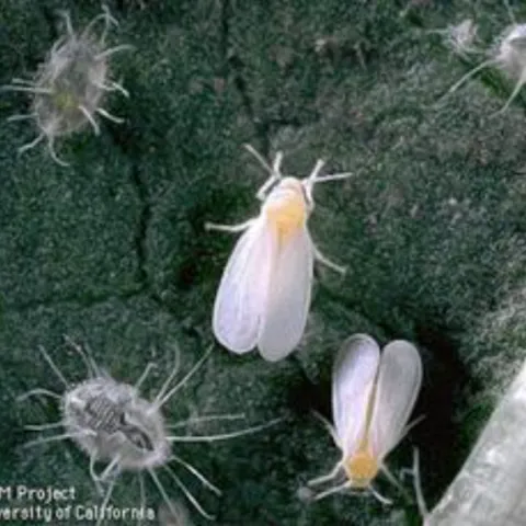 Whitefly adults and nymphs