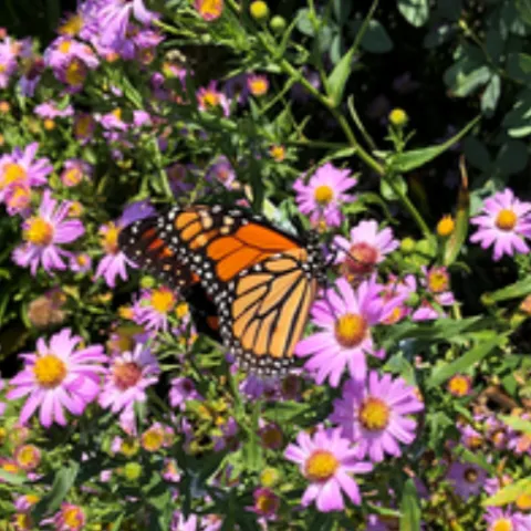 a monarch butterfly feeding on the nectar of an aster