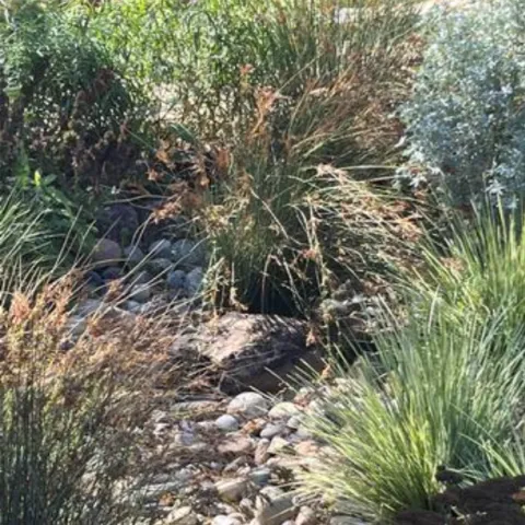 a rock swale through a garden of native grasses