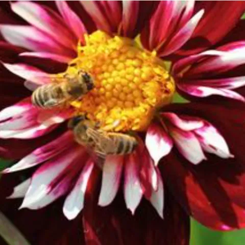 bees pollinating a dahlia flower
