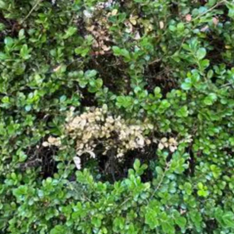 brown leaves indicative of boxwood blight