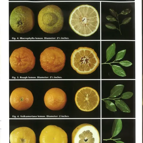 rootstockl fruits