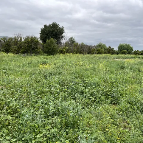 cover crop