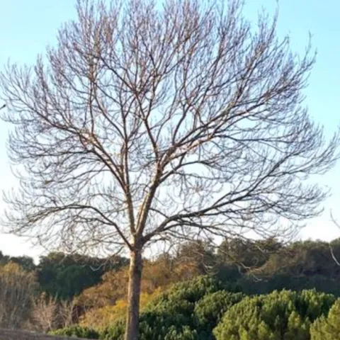 deciduous tree bare of leaves in winter