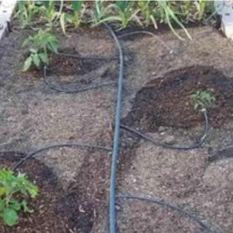 drip irrigation watering small seedlings in the ground