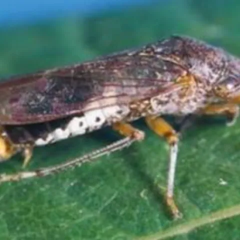 glassy-winged sharpshooter on a leaf