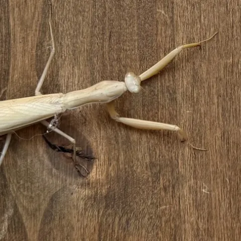A praying mantis hanging out at The Artisan, Vacaville.