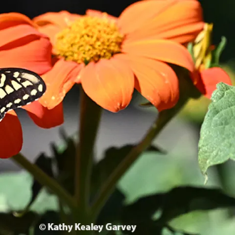 Anise swallowtail on Mexican sunflower, Tithonia rotundifola.