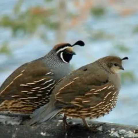 male California quails have the iconic plume and outlined face, while females are less flashy and more brown