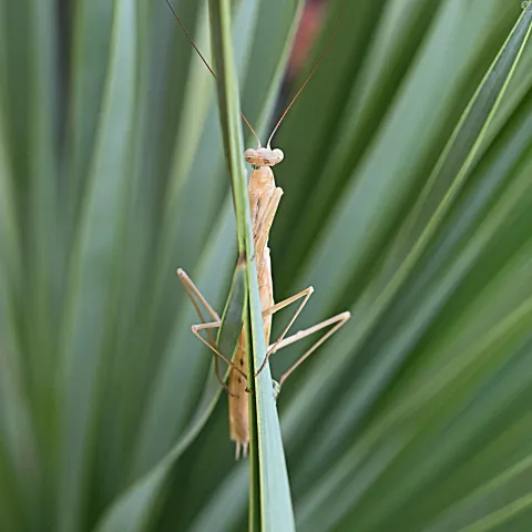 Mantis in a yucca plant. (Photo by Kathy Keatley Garvey)