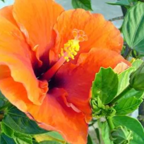 orange hibiscus flower