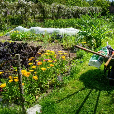 backyard vegetable garden with different crops growing