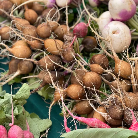 Newly harvest red radishes and white and purple turnips