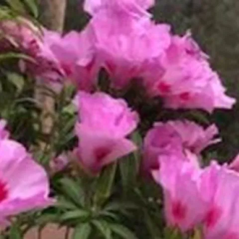 pink clarkia blossoms