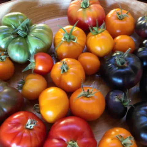 platter of ripe red, orange, purple, and green tomatoes