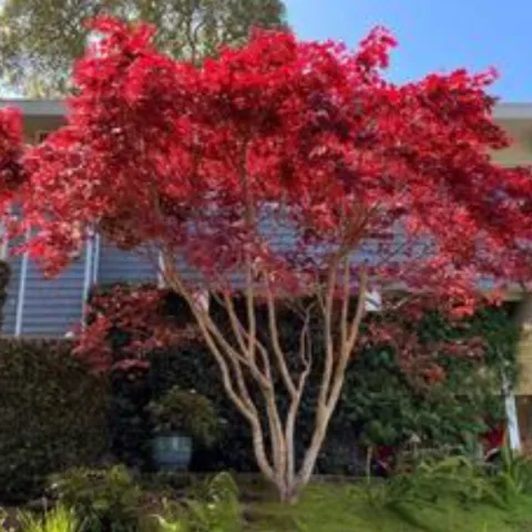 red foliage of the Acer palmatum (Japanese maple)