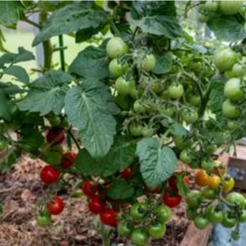 red, yellow, and green cherry tomatoes on a vine in varying stages of ripeness