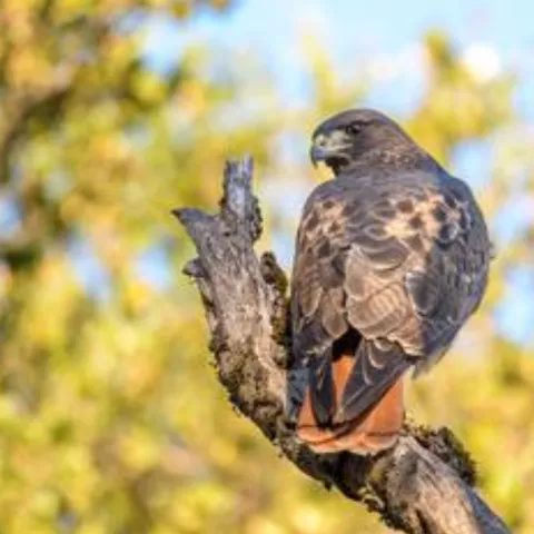 red-tailed hawk sitting on a tree branch