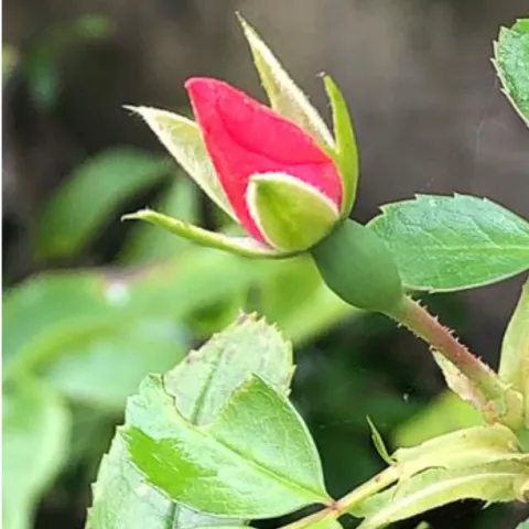 rosebud on a rose bush