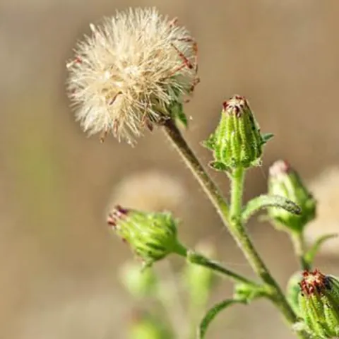 stinkwort flowers gone to seed