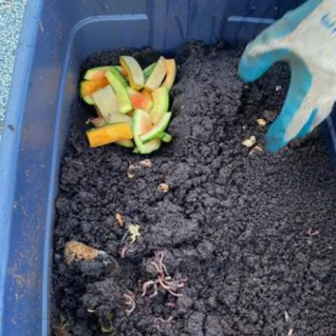 vermiculture worm bin with food scraps and compost inside
