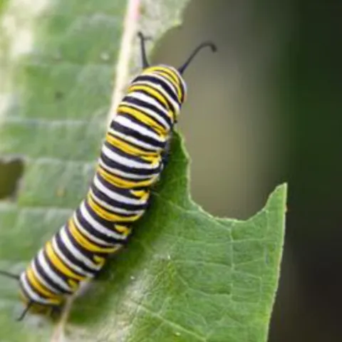 yellow, white, and black striped caterpillar eating a leaf