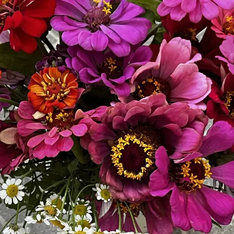 Two new Master Gardener workshops delve into the growing and arranging of cut flowers, like these zinnias. J.C. Lawrence