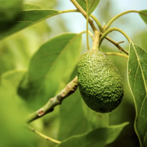 Avocado tree branch with a small developing fruit